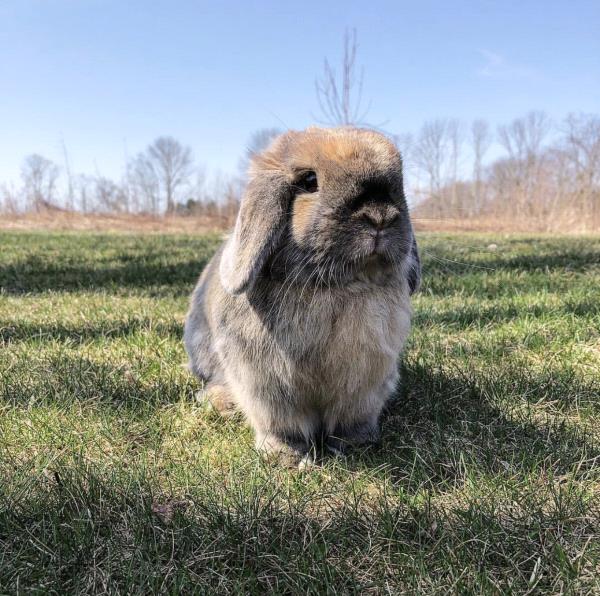 /Images/uploads/Humane Society of Lackawanna County/LoveYourPet/entries/9672thumb.jpg